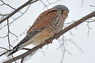 Turmfalke