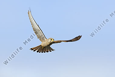 Turmfalke Falco tinnunculus