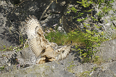 Uhu Bubo bubo