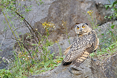 Uhu Bubo bubo