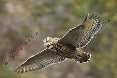 Uhu Bubo bubo