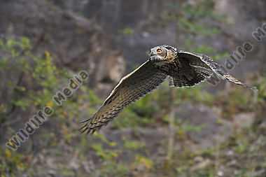 Uhu Bubo bubo
