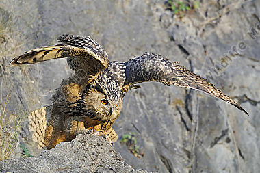 Uhu Bubo bubo