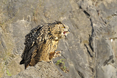 Uhu Bubo bubo