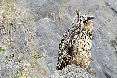 Uhu Bubo bubo