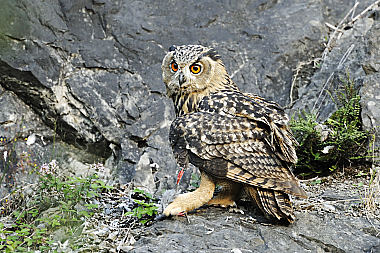 Uhu Bubo bubo