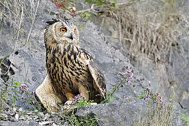 Uhu Bubo bubo