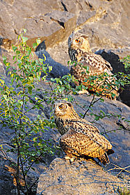 Uhu Bubo bubo