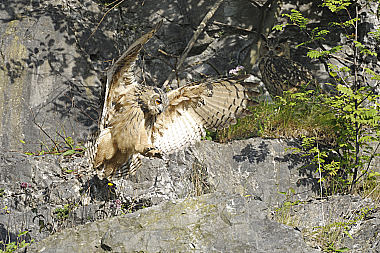 Uhu Bubo bubo