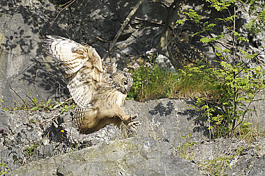 Uhu Bubo bubo