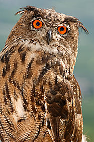 Uhu Bubo bubo