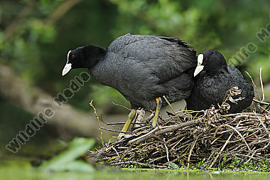 Blässhuhn-Fulica-atra