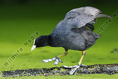 Blässhuhn-Fulica-atra