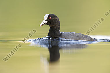 Blässhuhn-Fulica-atra