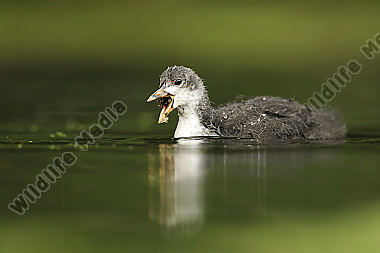 Blässhuhn-Fulica-atra