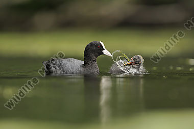 Blässhuhn-Fulica-atra