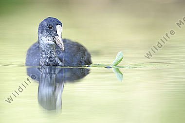 Blässhuhn-Fulica-atra