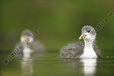 Blässhuhn-Fulica-atra