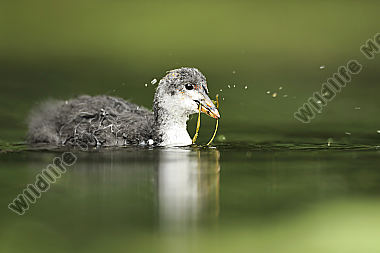 Blässhuhn-Fulica-atra