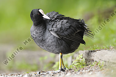 Blässhuhn-Fulica-atra