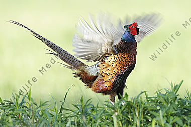 Fasan Phasianus colchicus
