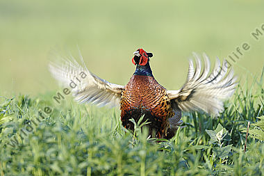Fasan Phasianus colchicus