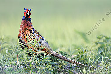 Fasan Phasianus colchicus