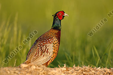 Fasan Phasianus colchicus