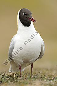Lachmöwe Larus ridibundus