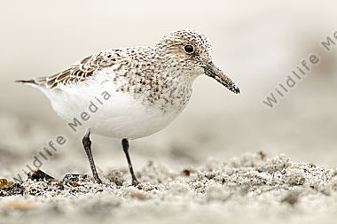 Sanderling Calidris alba