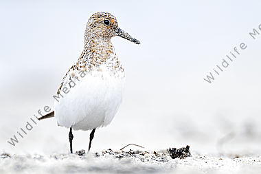 Sanderling Calidris alba