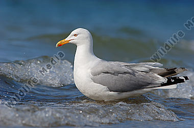 Silbermöwe-Larus-argentatus