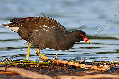 Teichhuhn-Gallinula-chloropus