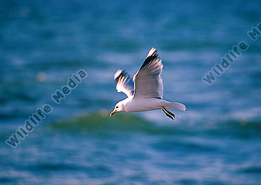 Möwe an der Ostsee
