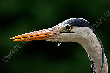 Graureiher-Ardea-cinerea