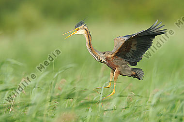 Purpurreiher-Ardea-purpurea