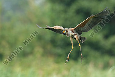 Purpurreiher-Ardea-purpurea