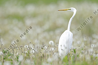Silberreiher Casmerodius albus