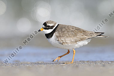 Sandregenpfeifer Charadrius hiaticula