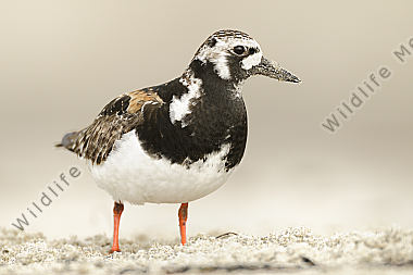 Steinwälzer Arenaria interpres