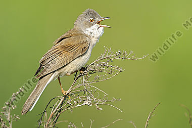 Dorngrasmücke Sylvia communis