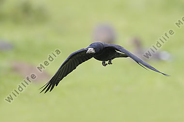 Saatkrähe Corvus frugilegus