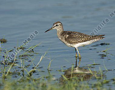 Bruchwasserläufer