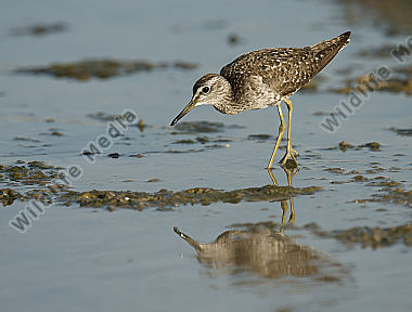 Bruchwasserläufer