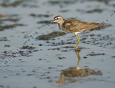 Bruchwasserläufer