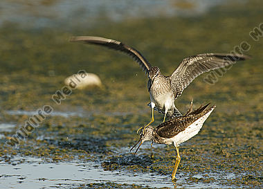 Bruchwasserläufer