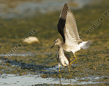 Bruchwasserläufer