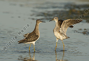 Bruchwasserläufer