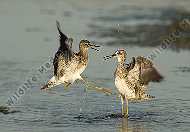 Bruchwasserläufer