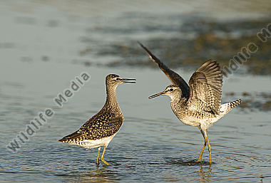 Bruchwasserläufer